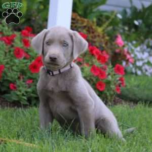 Justin, Silver Labrador Retriever Puppy