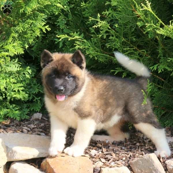 Kacey, Akita Puppy