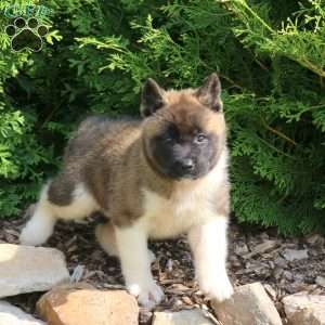 Kacey, Akita Puppy