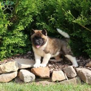 Kacey, Akita Puppy