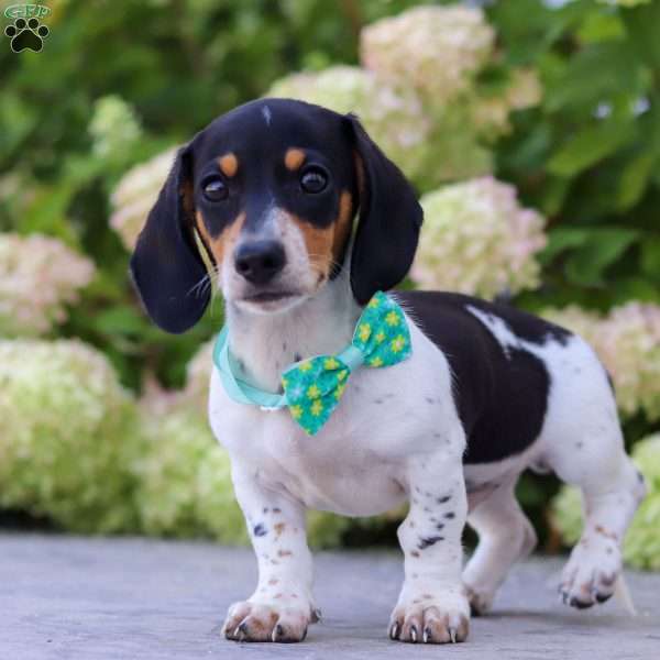 Kai, Dachshund Puppy