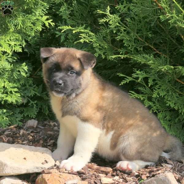 Kala, Akita Puppy