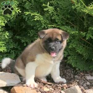 Kala, Akita Puppy