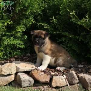 Kala, Akita Puppy