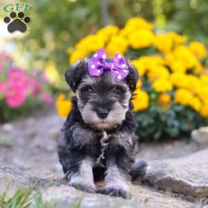 Kallie, Miniature Schnauzer Puppy