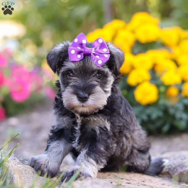 Kallie, Miniature Schnauzer Puppy