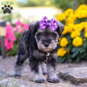 Kallie, Miniature Schnauzer Puppy