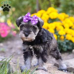 Kallie, Miniature Schnauzer Puppy