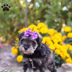 Kallie, Miniature Schnauzer Puppy