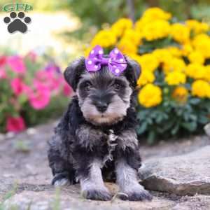Kallie, Miniature Schnauzer Puppy