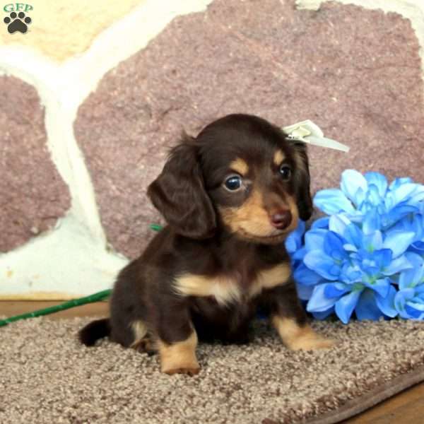 Kami – Mini, Dachshund Puppy