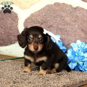 Kami – Mini, Dachshund Puppy