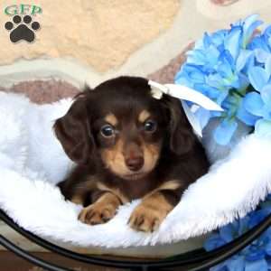 Kami – Mini, Dachshund Puppy