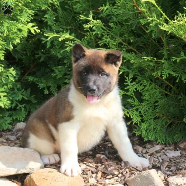 Kamie, Akita Puppy