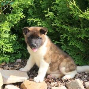 Kamie, Akita Puppy