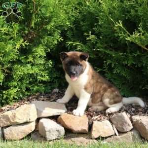 Kamie, Akita Puppy