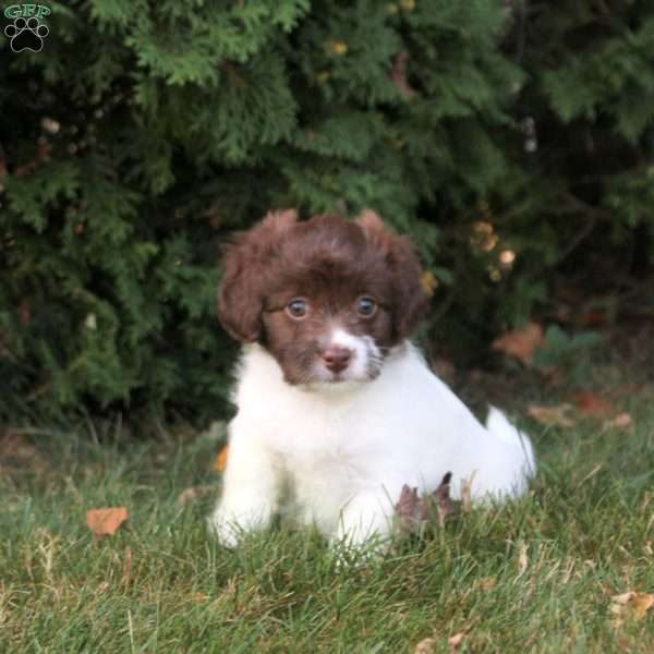 Kari, Havanese Puppy
