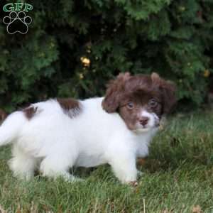 Kari, Havanese Puppy