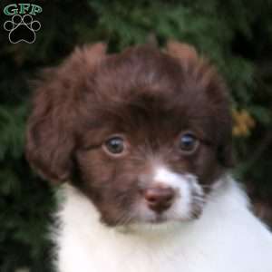 Kari, Havanese Puppy