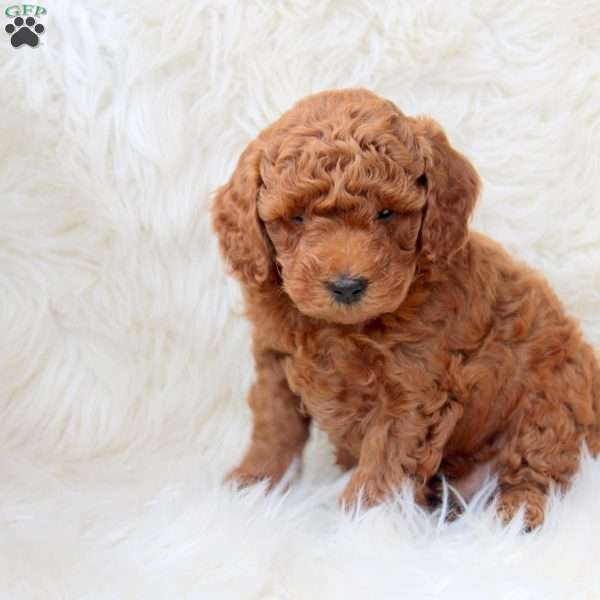 Karl, Miniature Poodle Puppy