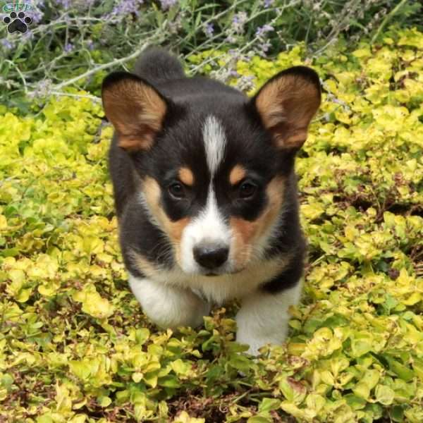 Karl, Pembroke Welsh Corgi Puppy