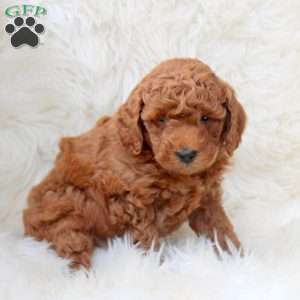 Karl, Miniature Poodle Puppy