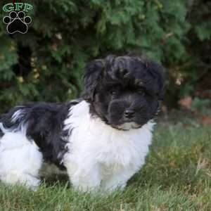 Karl, Havanese Puppy
