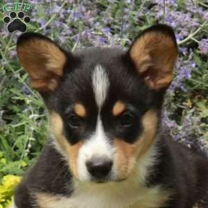 Karl, Pembroke Welsh Corgi Puppy