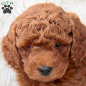 Karl, Miniature Poodle Puppy
