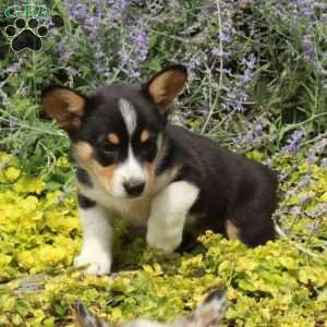 Karl, Pembroke Welsh Corgi Puppy
