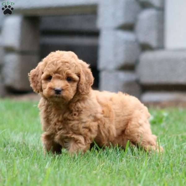 Karla, Miniature Poodle Puppy
