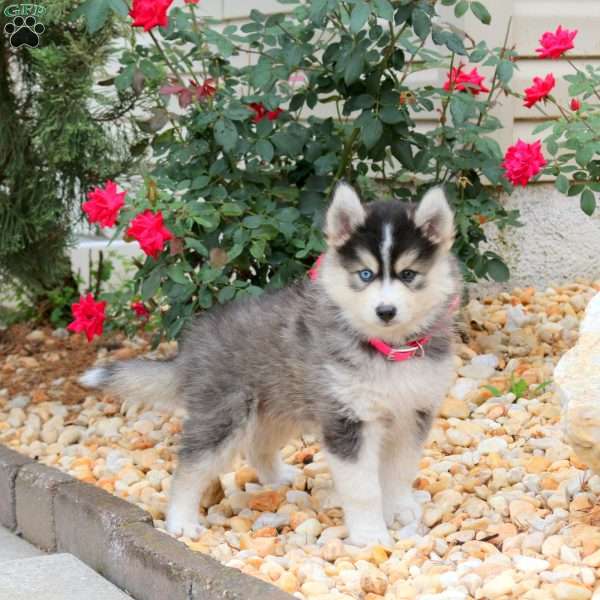 Karrie, Pomsky Puppy
