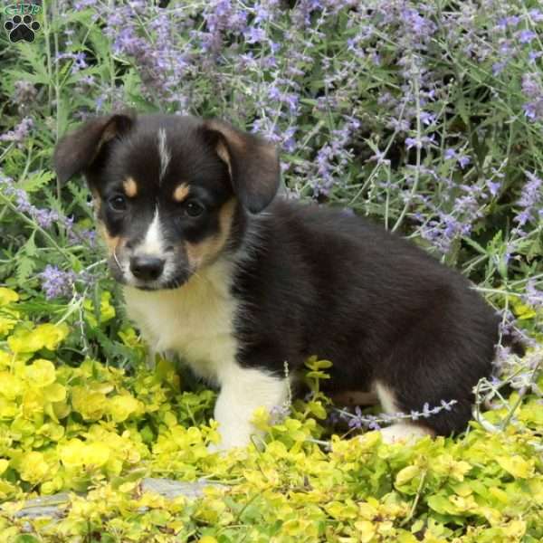 Karrie, Pembroke Welsh Corgi Puppy