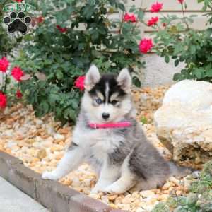 Karrie, Pomsky Puppy