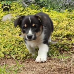Karrie, Pembroke Welsh Corgi Puppy