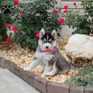 Karrie, Pomsky Puppy