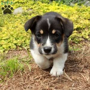 Karrie, Pembroke Welsh Corgi Puppy
