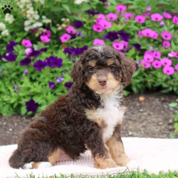 Karter, Cockapoo Puppy