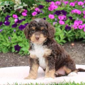 Karter, Cockapoo Puppy