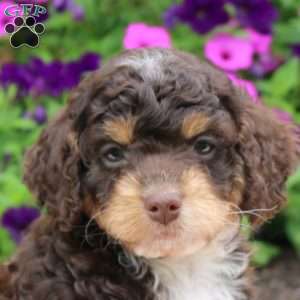 Karter, Cockapoo Puppy