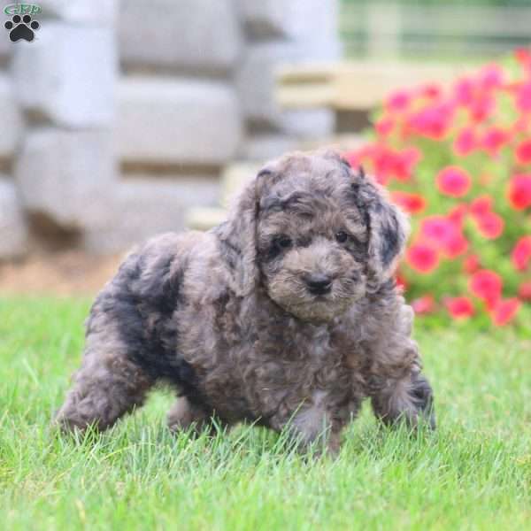 Karter, Miniature Poodle Puppy