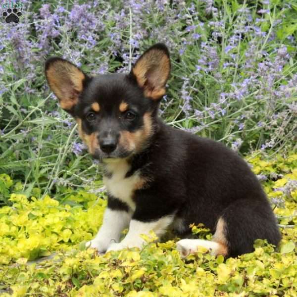 Kassandra, Pembroke Welsh Corgi Puppy