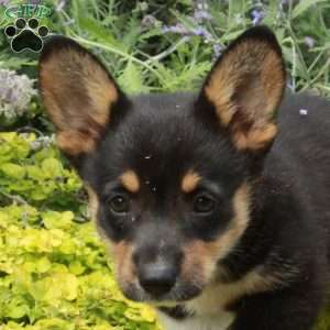 Kassandra, Pembroke Welsh Corgi Puppy