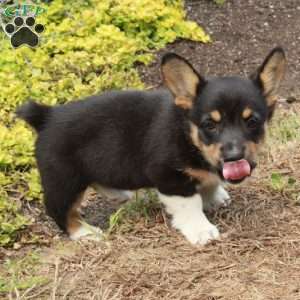 Kassandra, Pembroke Welsh Corgi Puppy