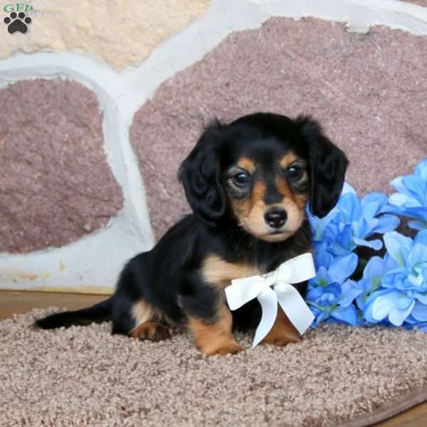 Kassi – Mini, Dachshund Puppy