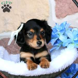 Kassi – Mini, Dachshund Puppy