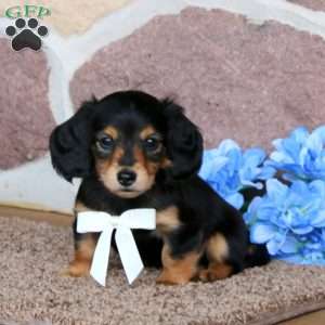 Kassi – Mini, Dachshund Puppy