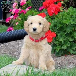 Katrina, Mini Goldendoodle Puppy