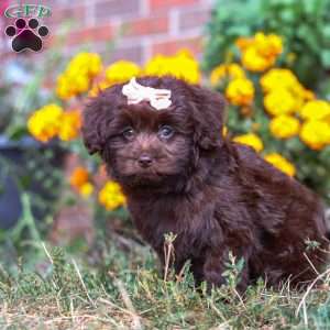 Kaycoa, Newfypoo Puppy
