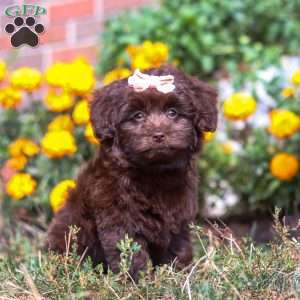 Kaycoa, Newfypoo Puppy